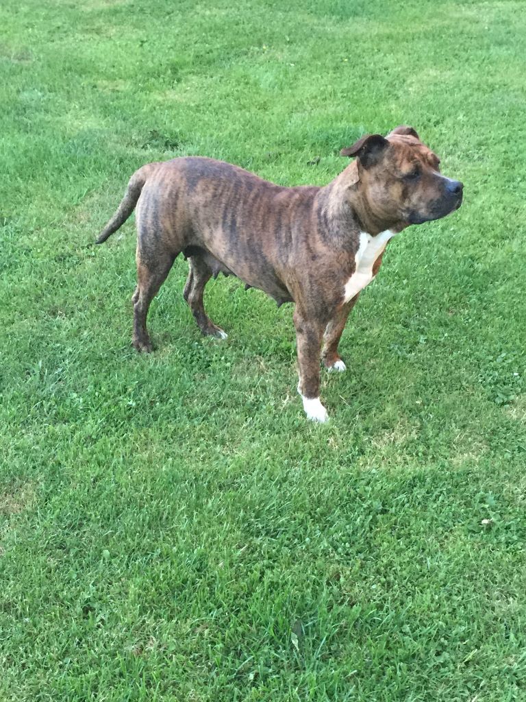 (Sans Affixe) Istone of passion amstaff