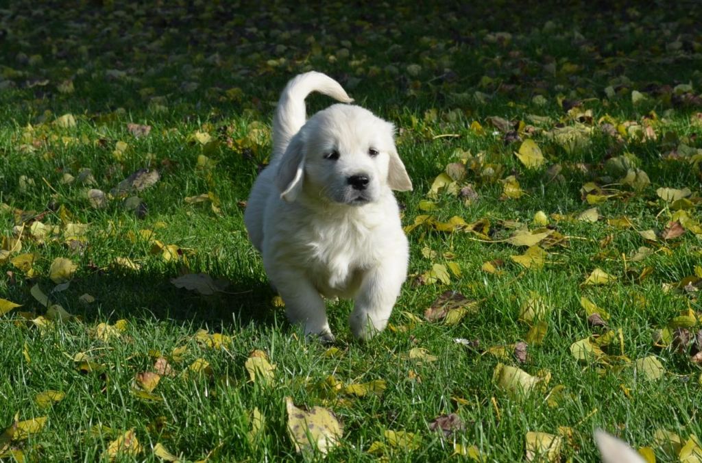 Anthony Cailleau - Chiots disponibles - Golden Retriever