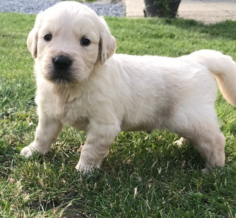 Chiot Golden Retriever Anthony Cailleau