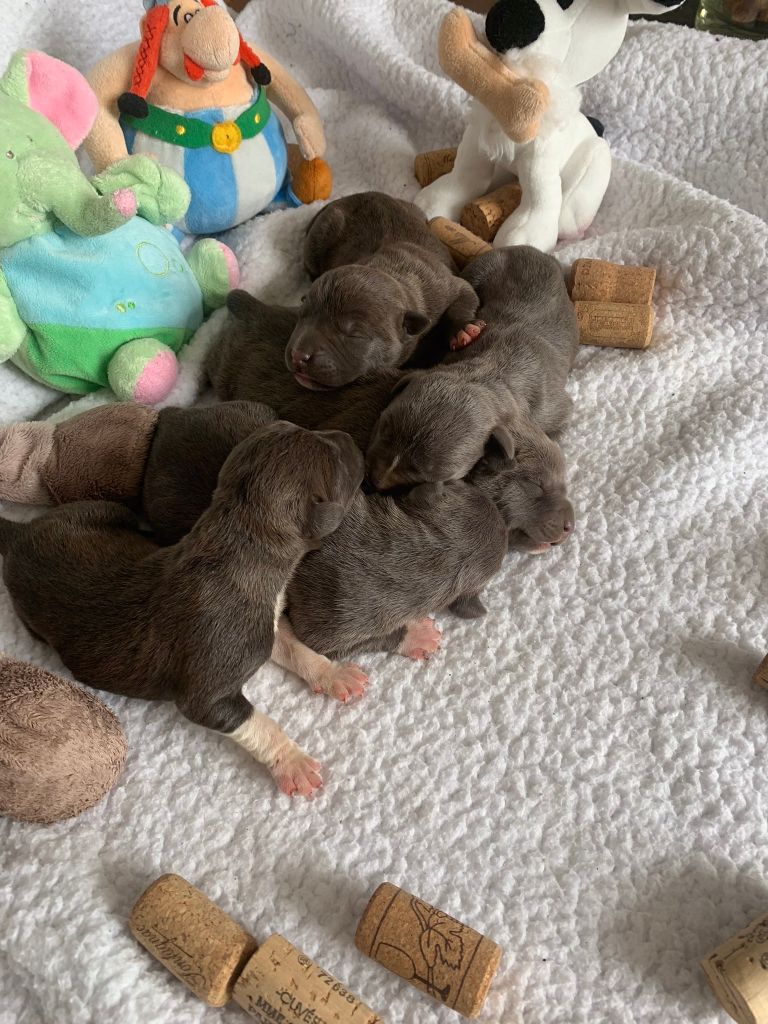Anthony Cailleau - American Staffordshire Terrier - Portée née le 13/02/2024