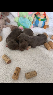 CHIOT 4
