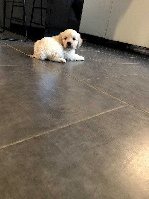 CHIOT
