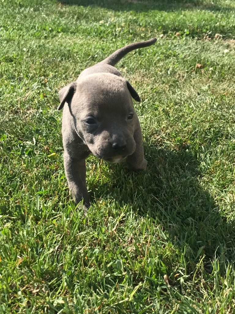 Anthony Cailleau - Chiots disponibles - American Staffordshire Terrier
