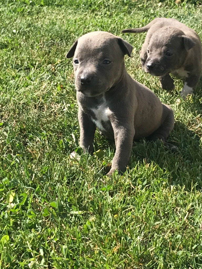 Anthony Cailleau - Chiots disponibles - American Staffordshire Terrier