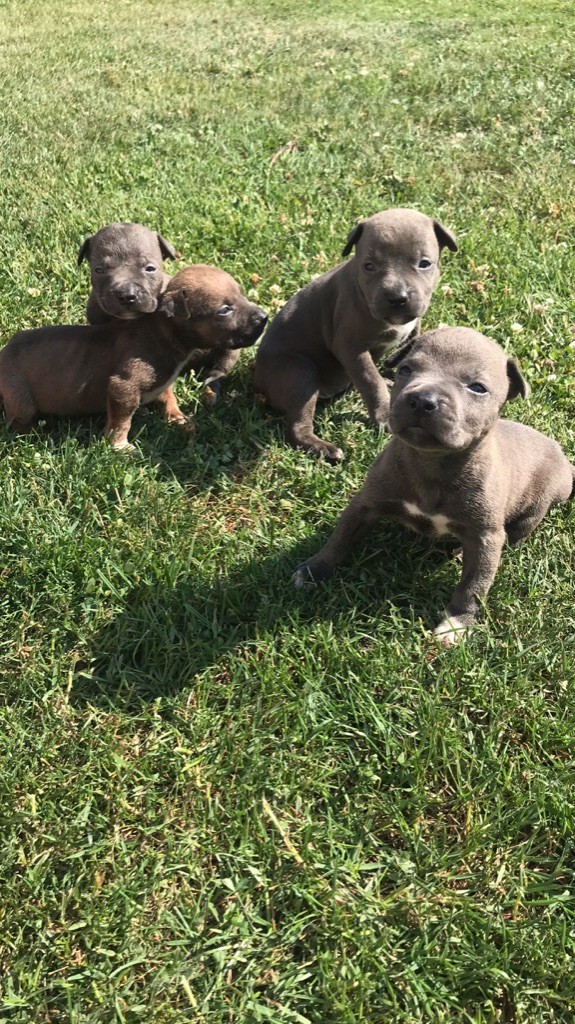 Anthony Cailleau - Chiots disponibles - American Staffordshire Terrier